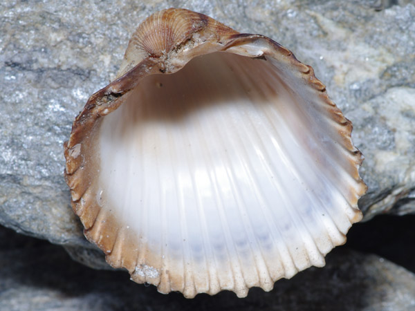 Cardiidae, Mar Egeo, 06.2011